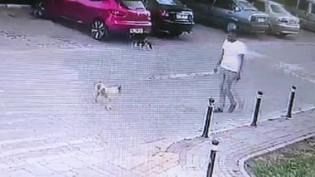 Silivri’de köpeğe tekme attı