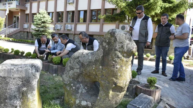 Şimşir güvesi zararlısıyla mücadelede biyolojik çalışmalar sürüyor