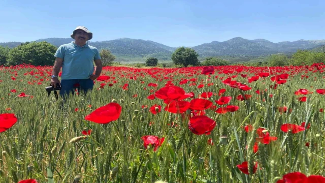 Sındırgı gelincik tarlaları ile kırmızıya büründü