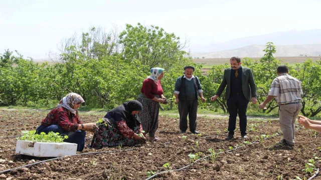 Şırnak’ta atıl durumdaki araziler üretimle değerleniyor