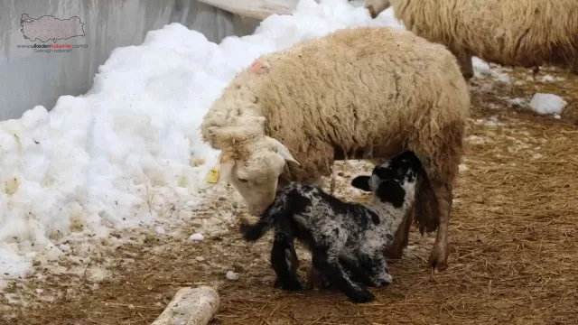 Soğuk kış günlerinde koyunların kuzulama dönemi devam ediyor