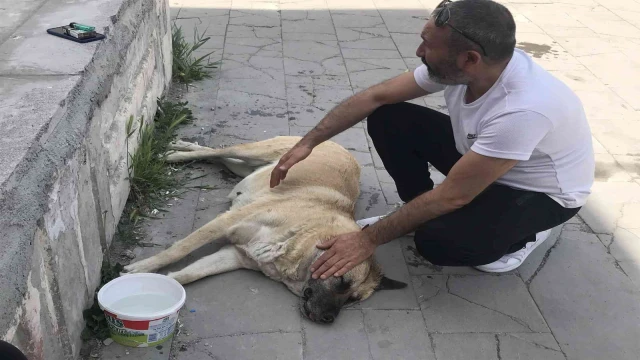 Sokak köpeği ’Kocakız’ için vatandaşlar seferber oldu