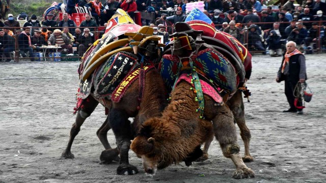 Söke 7. Geleneksel Deve Güreşi Festivali yoğun ilgi gördü