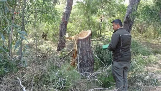 Sorgun Çamlığı’nda ağaç katliamı iddiası jandarmayı harekete geçirdi