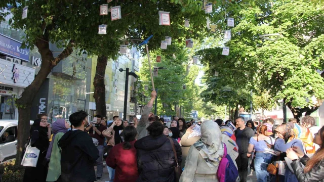 Tarihi çınar ağaçlarından ’kitap’ topladılar