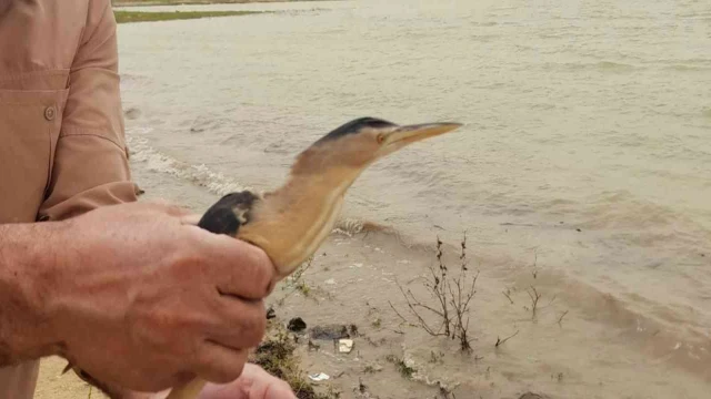 Tedavisi tamamlanan balaban kuşu doğaya bırakıldı