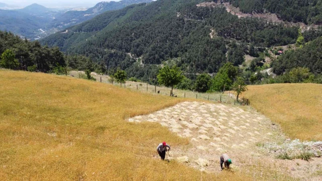 Teknolojinin giremediği köyde orakla buğday hasadı