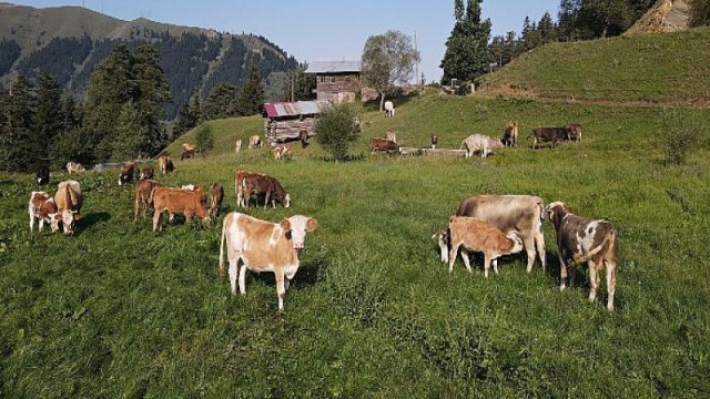 TEMA Vakfı Doğal Varlıkların Korunması için Madenciliğe Kapalı Alanların Kanunlarla Belirlenmesini Öneriyor