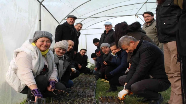 Tıbbi aromatik bitki yetiştiriciliğine yoğun ilgi