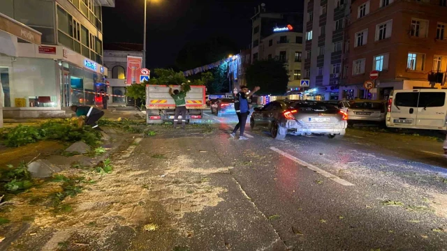 TIR’ın çarptığı ağaç ortadan ikiye ayrıldı