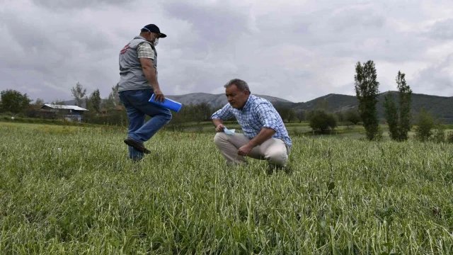 Tokat’ta dolu yağışı ekili tarım arazilerini vurdu