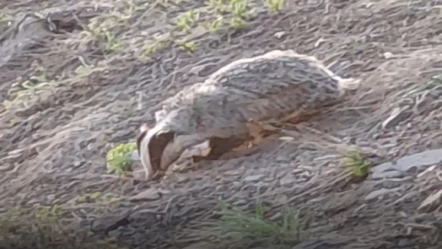 Tunceli’de IUCN kırmızı listesinde yer alan porsuk görüntülendi