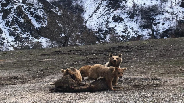 Tunceli’de şamua ve ayılar fotoğraflandı