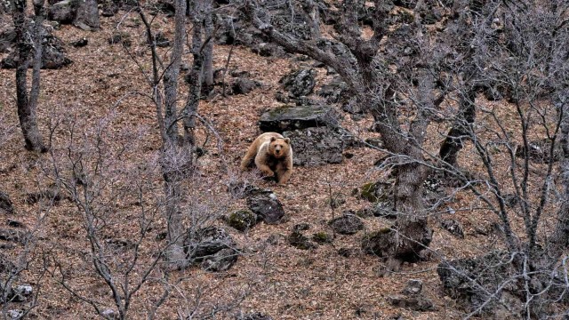 Tunceli’de yaban keçileri ve yiyecek arayan ayı görüntülendi