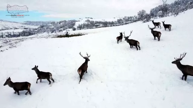 Türkiye’nin ilk fauna alanında kış güzelliği