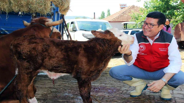 Türkiye’ye örnek proje ‘Buzağım Doğdu’ ihbar hattı