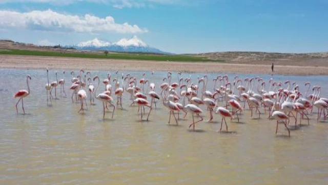 Tuz Gölü’ne göç eden flamingoların renkli yolculuğu