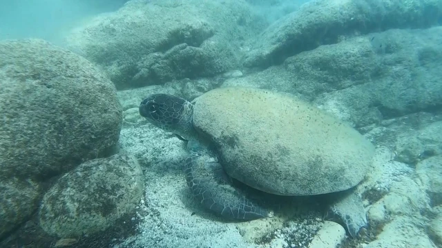 Ünlü profesörden ısıran caretta carettaler için ’Elle beslemeyin’ uyarısı