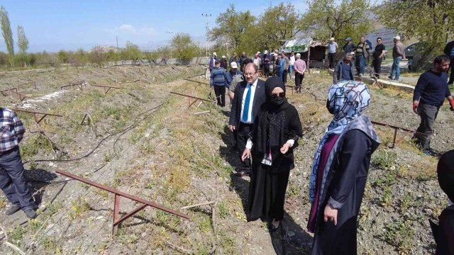 Üzüm bağlarında salkım güvesine karşı biyoteknik mücadele