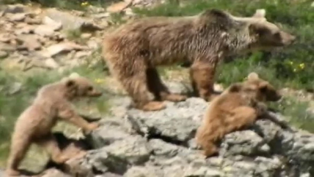 Yaban hayatta ayılarla yan yana