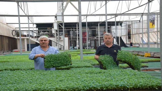 Yalova Ziraat Odası’ndan çiftçiye 250 bin yerli fide