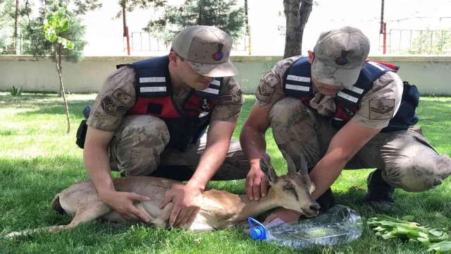 Yaralı dağ keçilerine jandarma şefkati