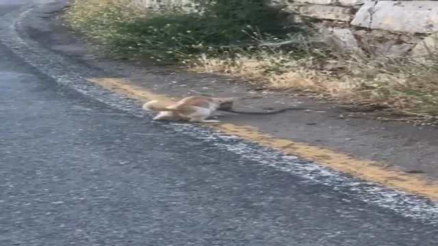 Yılanın kurtulma çabası sonuç vermedi, kediye yem oldu