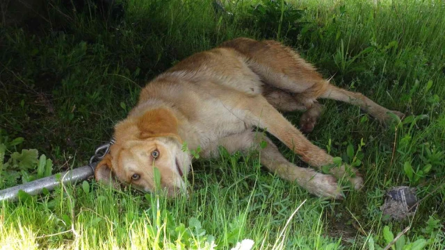 Yolun karşısına geçmeye çalışan köpeğe otomobil çarptı