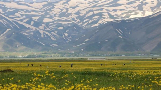 Yüksekova, baharla sarı renge büründü