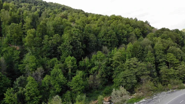 Zonguldak ormanları baharda görenleri hayran bırakıyor