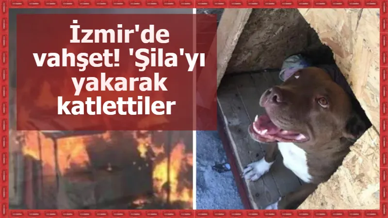 İzmir'de vahşet! 'Şila'yı yakarak katlettiler