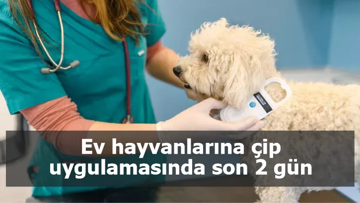 Ev hayvanlarına çip uygulamasında son 2 gün